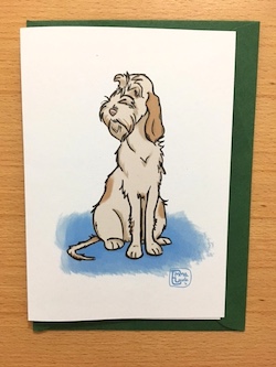 Italian Spinone