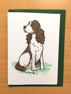 Springer Spaniel