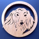 Long haired Dachshund